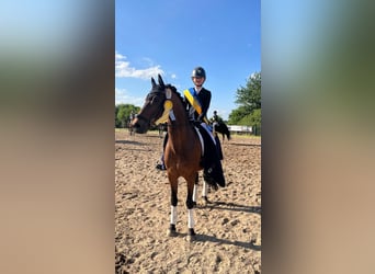 Poni alemán, Caballo castrado, 13 años, 148 cm, Castaño