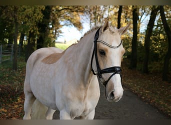 Poni alemán, Caballo castrado, 13 años, 148 cm, Palomino