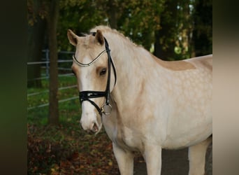 Poni alemán, Caballo castrado, 13 años, 148 cm, Palomino