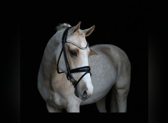 Poni alemán, Caballo castrado, 13 años, 148 cm, Palomino