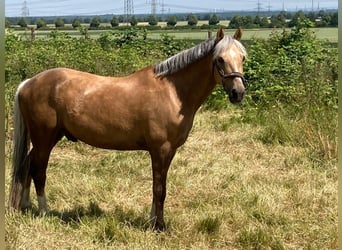 Poni alemán, Caballo castrado, 13 años, 148 cm, Palomino