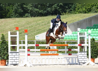 Poni alemán, Caballo castrado, 13 años, 148 cm, Pío