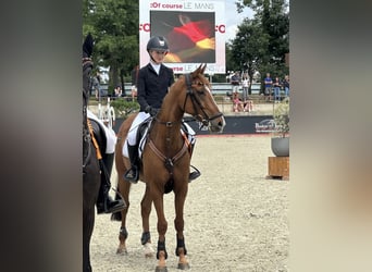 Poni alemán, Caballo castrado, 13 años, 149 cm, Alazán