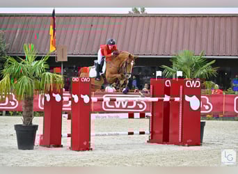 Poni alemán, Caballo castrado, 13 años, 149 cm, Alazán