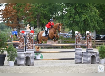 Poni alemán, Caballo castrado, 13 años, 149 cm, Alazán