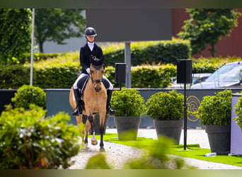 Poni alemán, Caballo castrado, 13 años, 149 cm, Bayo