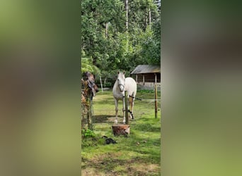 Poni alemán, Caballo castrado, 13 años, 149 cm, Tordo