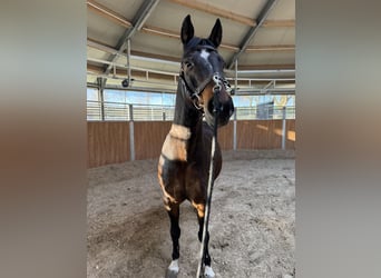 Poni alemán, Caballo castrado, 13 años, 150 cm, Castaño