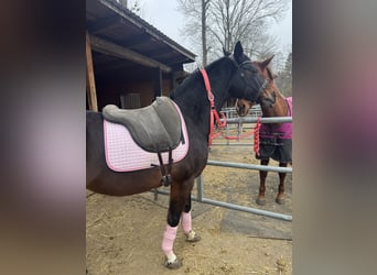 Poni alemán, Caballo castrado, 13 años, 150 cm, Castaño