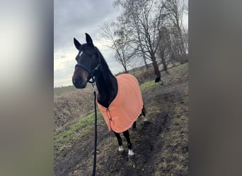Poni alemán, Caballo castrado, 13 años, 150 cm, Castaño oscuro