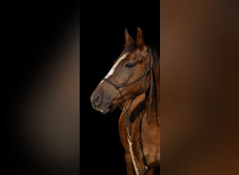 Poni alemán, Caballo castrado, 13 años, 154 cm, Alazán-tostado