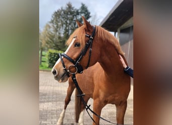 Poni alemán Mestizo, Caballo castrado, 14 años, 139 cm, Alazán