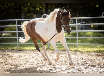 Poni alemán Mestizo, Caballo castrado, 14 años, 142 cm, Pío