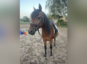 Poni alemán, Caballo castrado, 14 años, 143 cm, Castaño