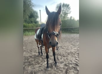 Poni alemán, Caballo castrado, 14 años, 143 cm, Castaño