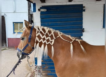 Poni alemán Mestizo, Caballo castrado, 14 años, 144 cm, Alazán