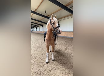 Poni alemán, Caballo castrado, 14 años, 145 cm, Palomino