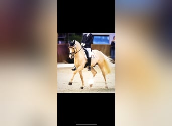 Poni alemán, Caballo castrado, 14 años, 145 cm, Palomino