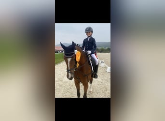 Poni alemán, Caballo castrado, 14 años, 146 cm, Castaño