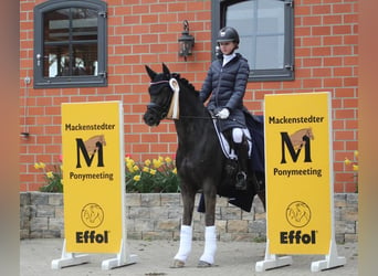 Poni alemán, Caballo castrado, 14 años, 146 cm, Negro