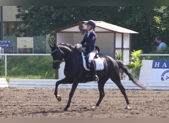 Poni alemán, Caballo castrado, 14 años, 146 cm, Negro