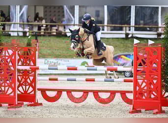 Poni alemán, Caballo castrado, 14 años, 146 cm, Palomino