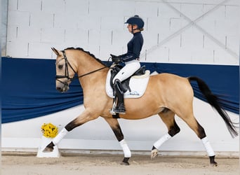 Poni alemán, Caballo castrado, 14 años, 147 cm, Bayo