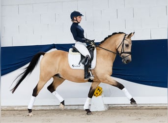 Poni alemán, Caballo castrado, 14 años, 147 cm, Bayo