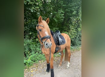 Poni alemán, Caballo castrado, 14 años, 148 cm, Alazán