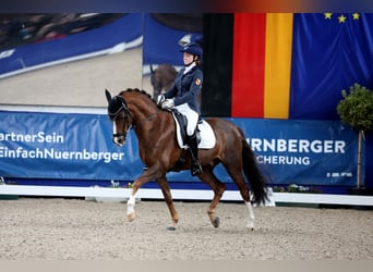 Poni alemán, Caballo castrado, 14 años, 148 cm, Alazán-tostado