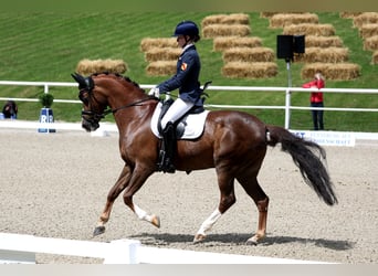 Poni alemán, Caballo castrado, 14 años, 148 cm, Alazán-tostado