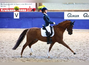 Poni alemán, Caballo castrado, 14 años, 148 cm, Alazán-tostado