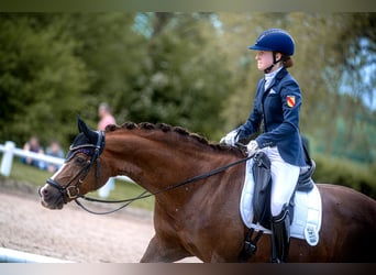 Poni alemán, Caballo castrado, 14 años, 148 cm, Alazán-tostado