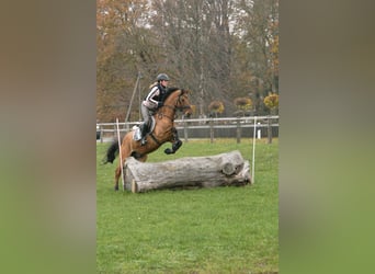 Poni alemán, Caballo castrado, 14 años, 148 cm, Bayo