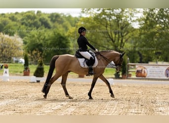 Poni alemán, Caballo castrado, 14 años, 148 cm, Bayo