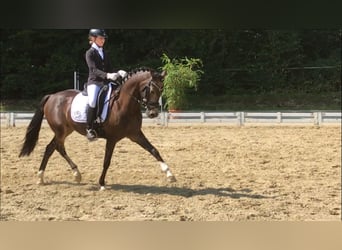 Poni alemán, Caballo castrado, 14 años, 148 cm, Buckskin/Bayo