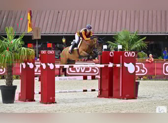 Poni alemán, Caballo castrado, 14 años, 148 cm, Castaño