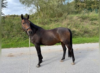 Poni alemán, Caballo castrado, 14 años, 148 cm, Castaño oscuro