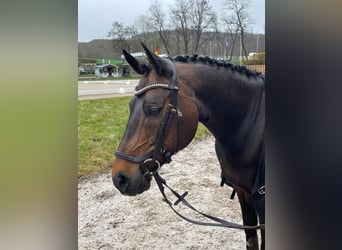 Poni alemán, Caballo castrado, 14 años, 148 cm, Castaño oscuro