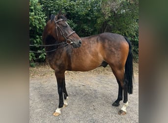 Poni alemán, Caballo castrado, 14 años, 148 cm, Castaño oscuro