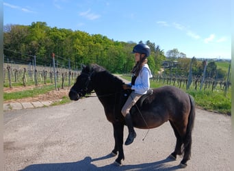 Poni alemán Mestizo, Caballo castrado, 15 años, 124 cm