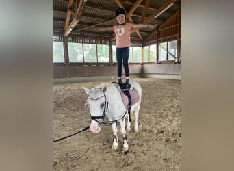 Poni alemán, Caballo castrado, 15 años, 125 cm, Tordo