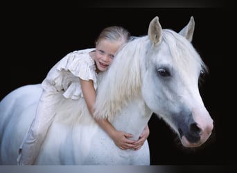 Poni alemán, Caballo castrado, 15 años, 125 cm, Tordo
