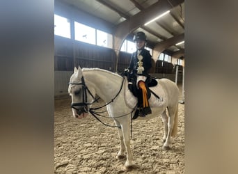 Poni alemán, Caballo castrado, 15 años, 125 cm, Tordo