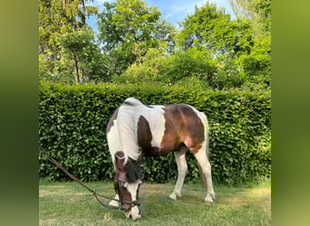 Poni alemán Mestizo, Caballo castrado, 15 años, 135 cm, Musgo marrón
