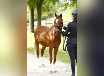 Poni alemán, Caballo castrado, 15 años, 137 cm, Alazán