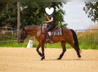 Poni alemán, Caballo castrado, 15 años, 142 cm, Castaño