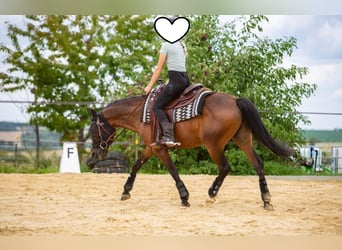 Poni alemán, Caballo castrado, 15 años, 142 cm, Castaño