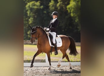 Poni alemán, Caballo castrado, 15 años, 144 cm, Castaño rojizo