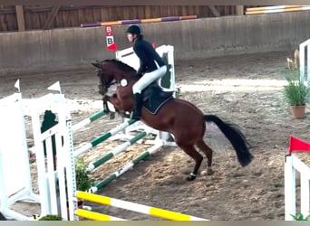 Poni alemán, Caballo castrado, 15 años, 145 cm, Castaño